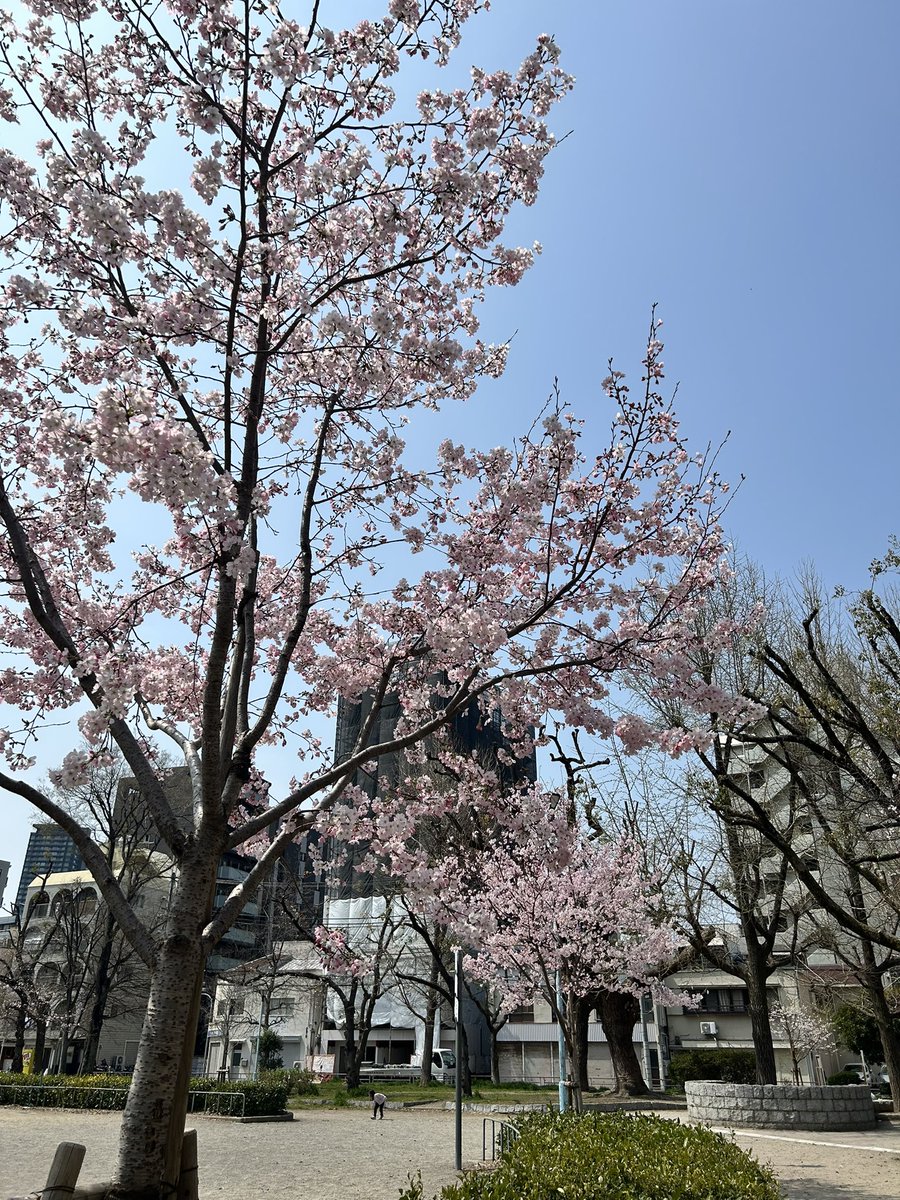 chostraw_sweets's tweet photo. 今年は色々なところで桜を見ることができて春を感じられて幸せ🌸 https://t.co/p6IDltQPrk