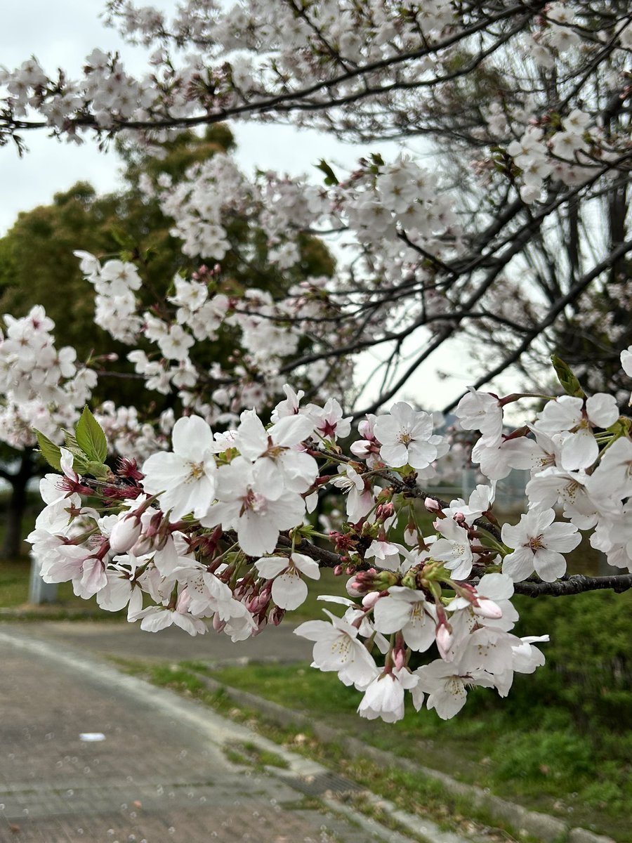 chostraw_sweets's tweet photo. 今年は色々なところで桜を見ることができて春を感じられて幸せ🌸 https://t.co/p6IDltQPrk