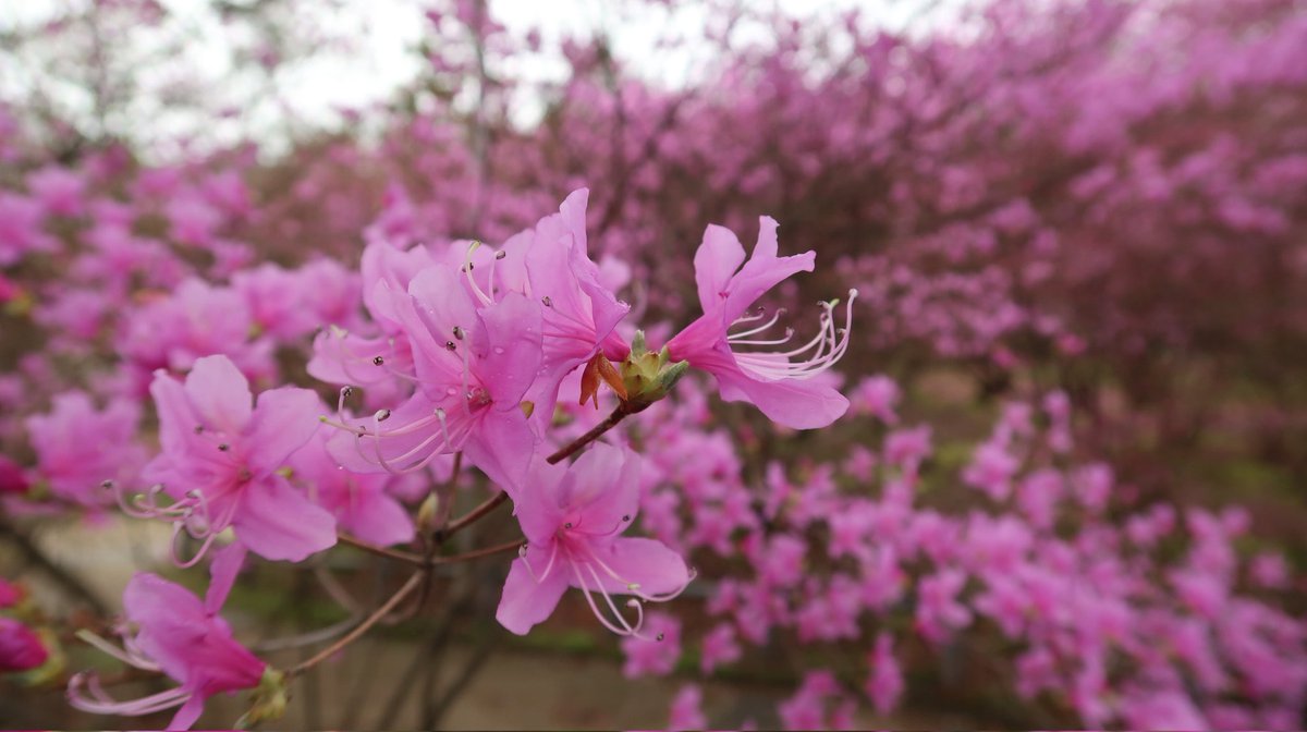 垂水千佳(気象予報士／防災士／健康気象アドバイザー) tweet media