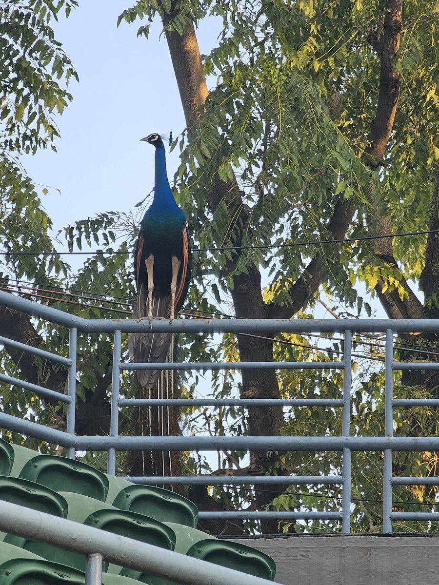 ritusejwal19's tweet photo. Indiaโs fiercest supporter just made a surprise appearance ๐ฆ๐ฎ๐ณ
When nature shows up to rally behind you, you know itโs game time ๐ฅ๐พ
Time for Billie Jean King Cup #matchday #IndiavThailand
#BJKCup #TeamIndia #PeacockPower #HomeSupport #TennisVibes https://t.co/tFkexNbhoT