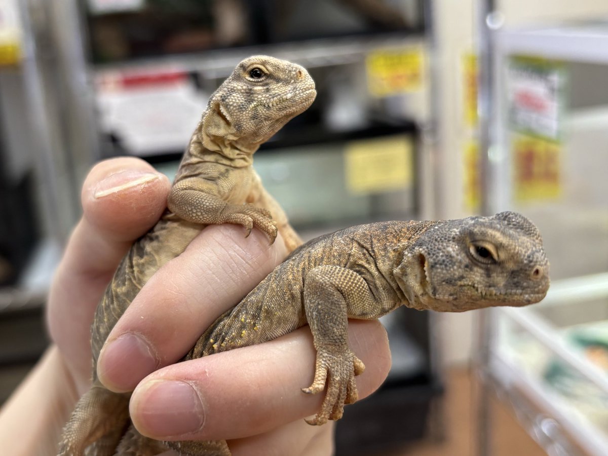 ペポニ@リミックスインター店 tweet media