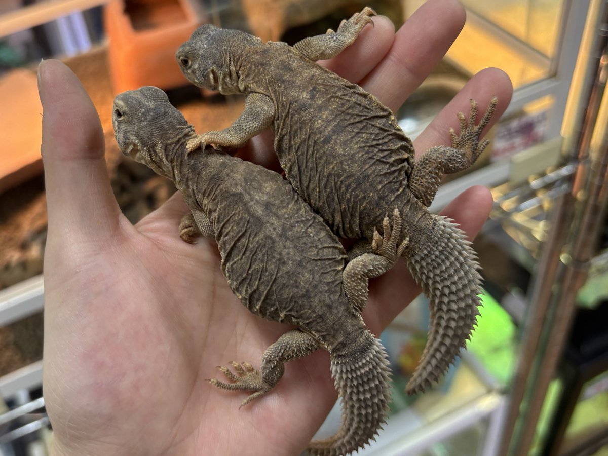 ペポニ@リミックスインター店 tweet media