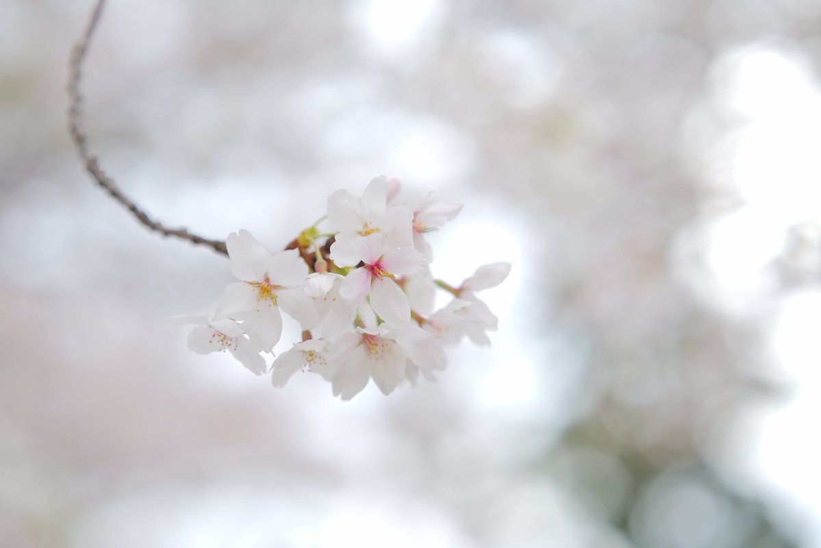 散る運命

Camera : Panasonic LUMIX S5ii
Lens : SIGMA 65mm F2 DG DN