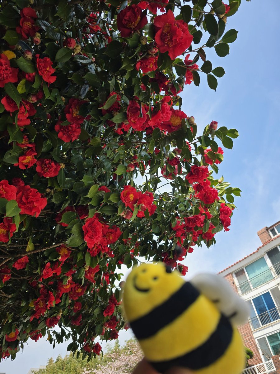 Gwaaa1019's tweet photo. 벌꿀이와 함께한 꽃구경🐝🌸
지원이도 꽃구경 많이하면서 힐링하며 촬영하길 https://t.co/VhVsqtbQML