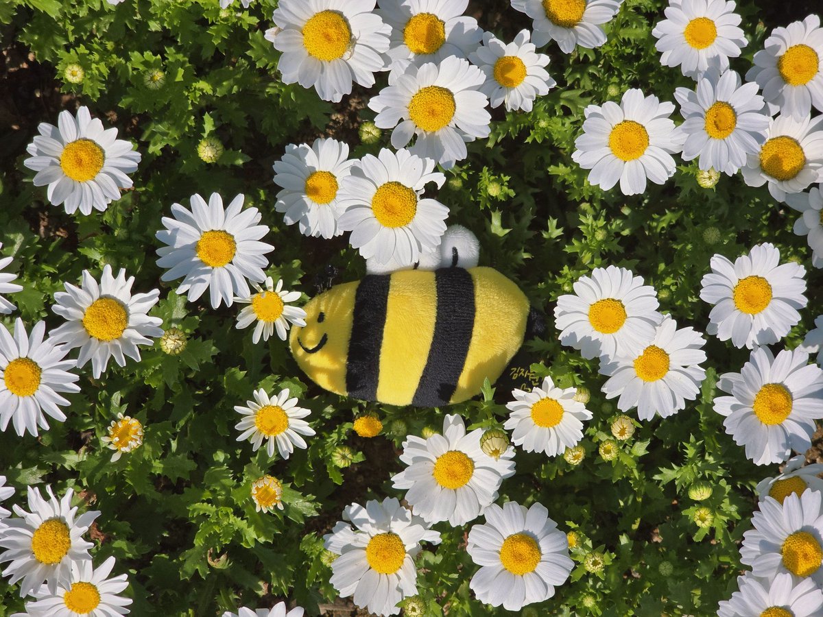 Gwaaa1019's tweet photo. 벌꿀이와 함께한 꽃구경🐝🌸
지원이도 꽃구경 많이하면서 힐링하며 촬영하길 https://t.co/VhVsqtbQML