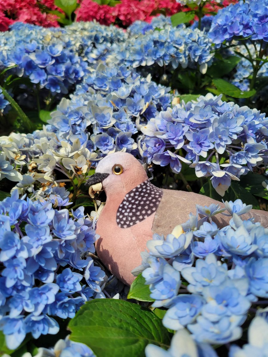 icecream80810's tweet image. カノコバト
Spotted dove

2024.4.7
#bird #animal #plush #plushie #ぬいぐるみ #dove #ハト