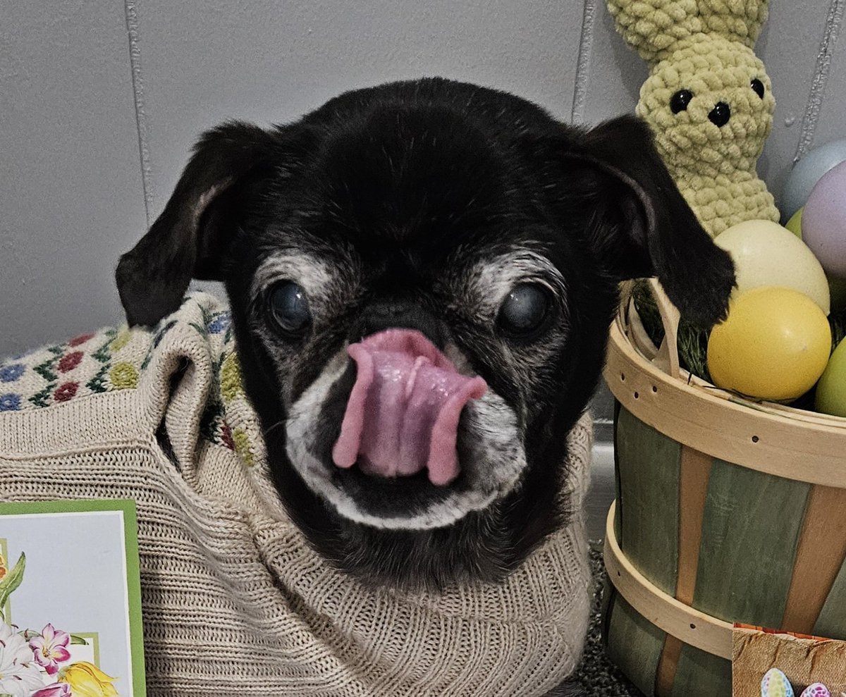 Mister Pemberton tweet media