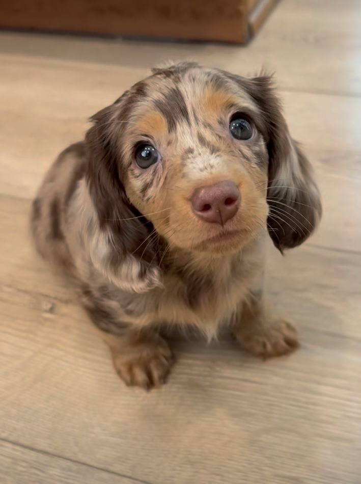 rafa៹ 𝗘𝗡-⁷ | REDRED tweet media