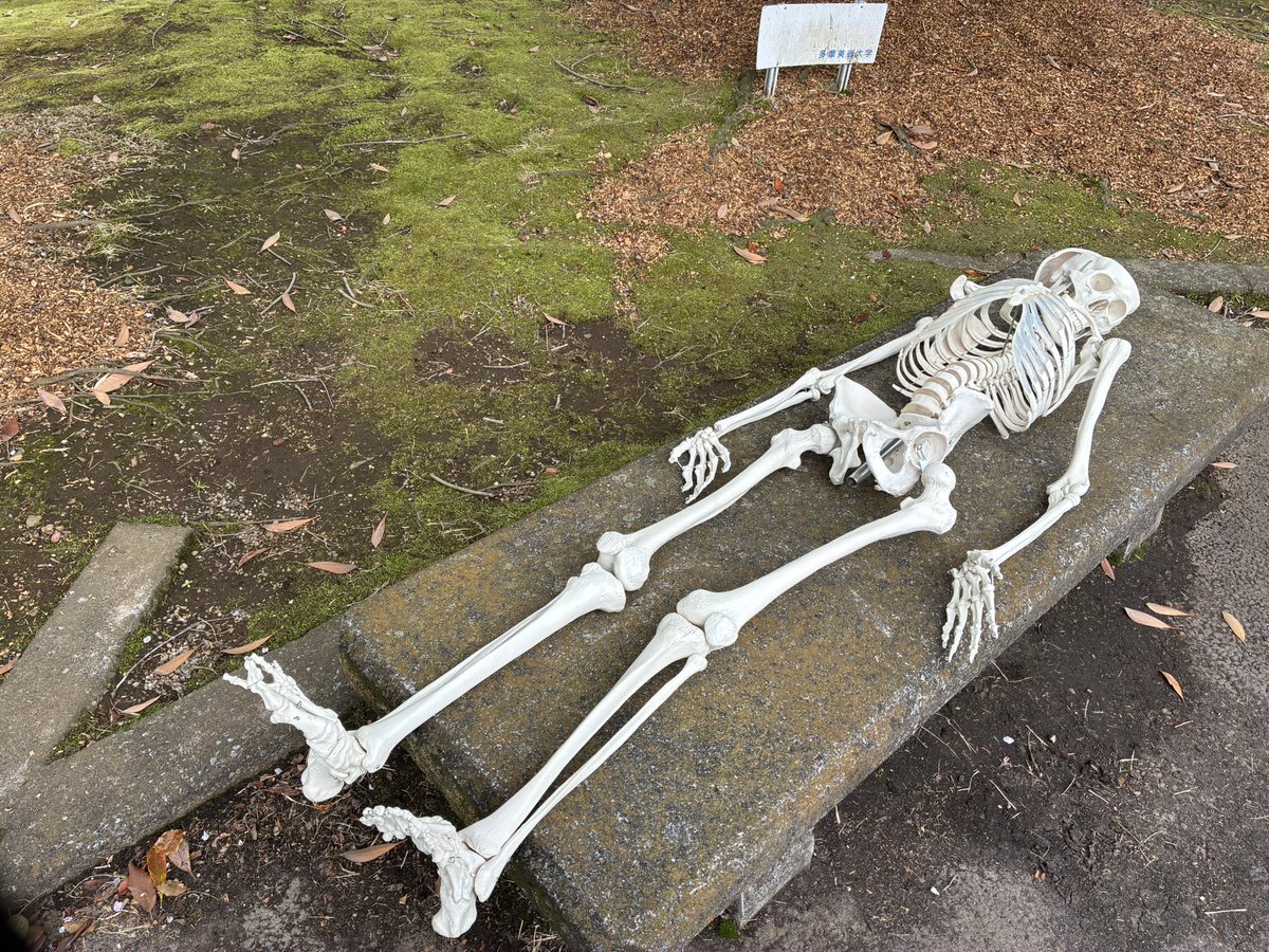 座敷わらし（遺伝子） tweet media