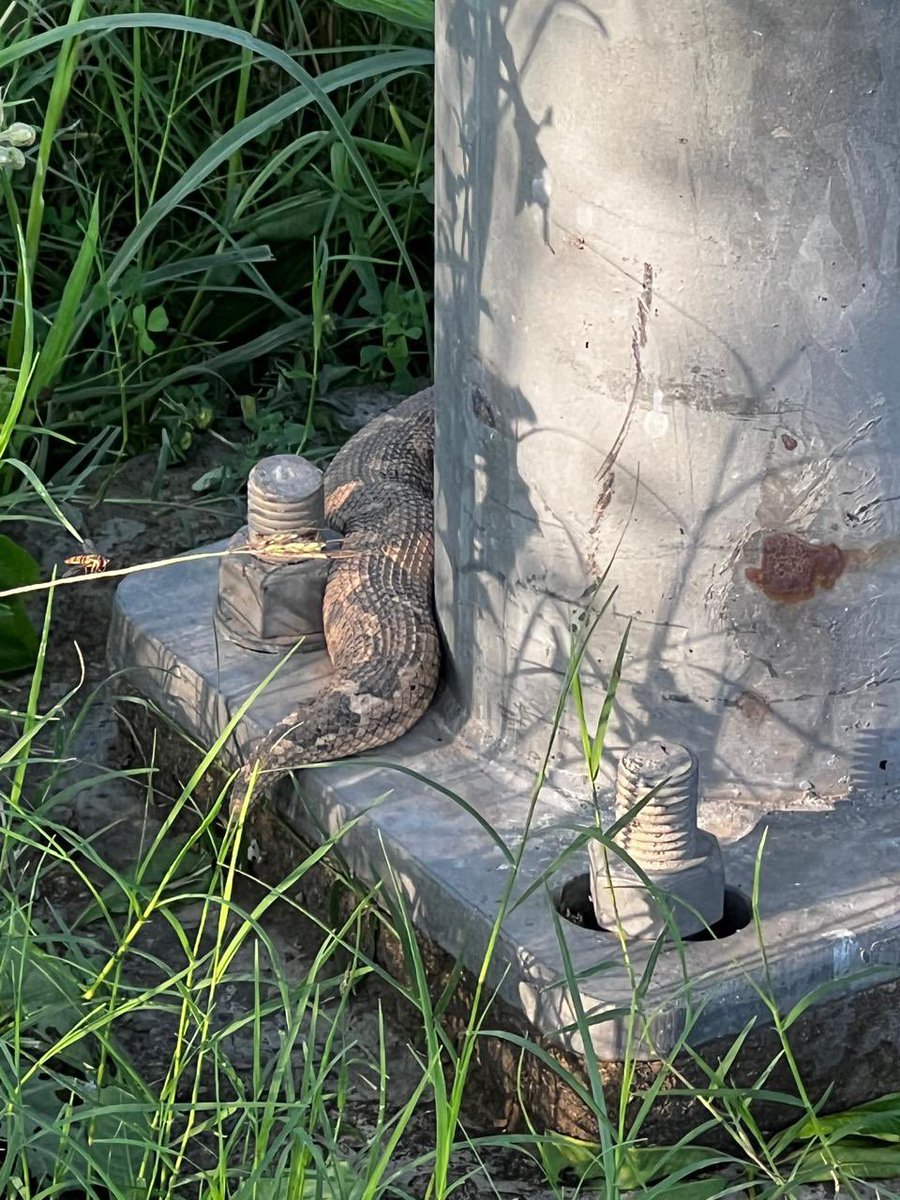 Harmeen Soch tweet media