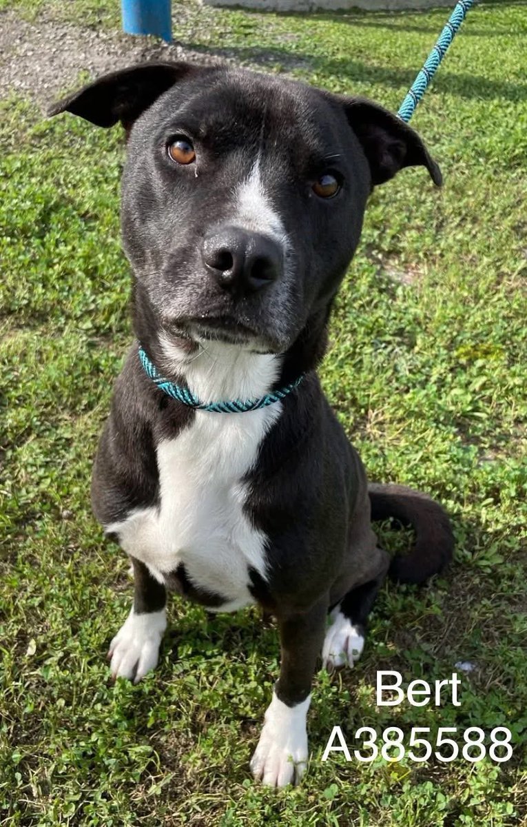 LisaBrabson's tweet image. BERT #A385588 3YO 
"U GOTTA GET ME OUT OF HERE,PLZ SAVE ME!"
BERT is a Positively precious little guy,so much love in that adorable face!
Beautiful boy,black tuxedo markings,white chest!
Quite the wee gentleman!
PLZ #ADOPT #FOSTER OR #PLEDGE FOR RESCUE ⛑️ #CORPUSCHRISTI #TEXAS