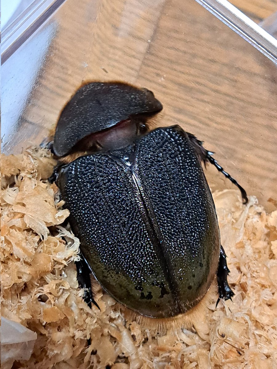 くりさん tweet media