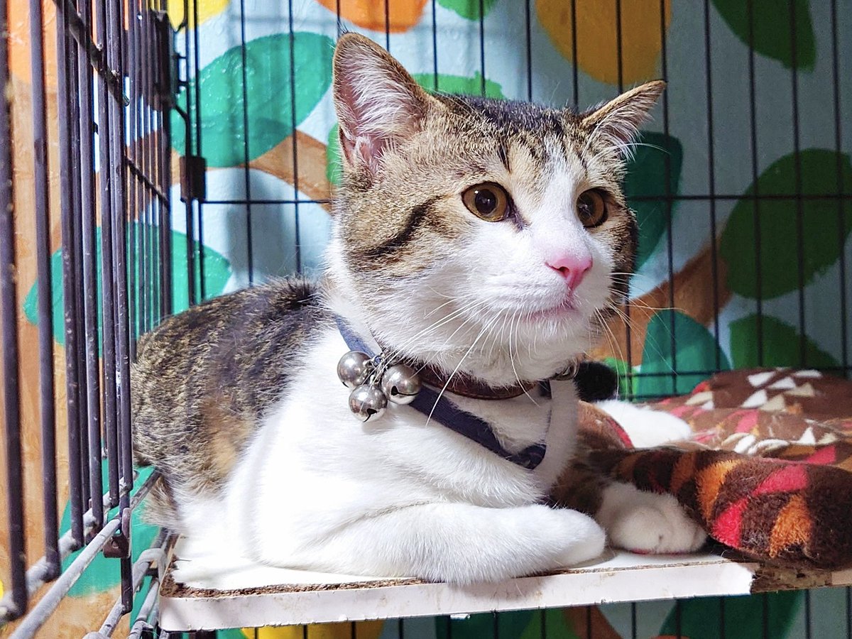 笑にゃんこ王国 tweet media