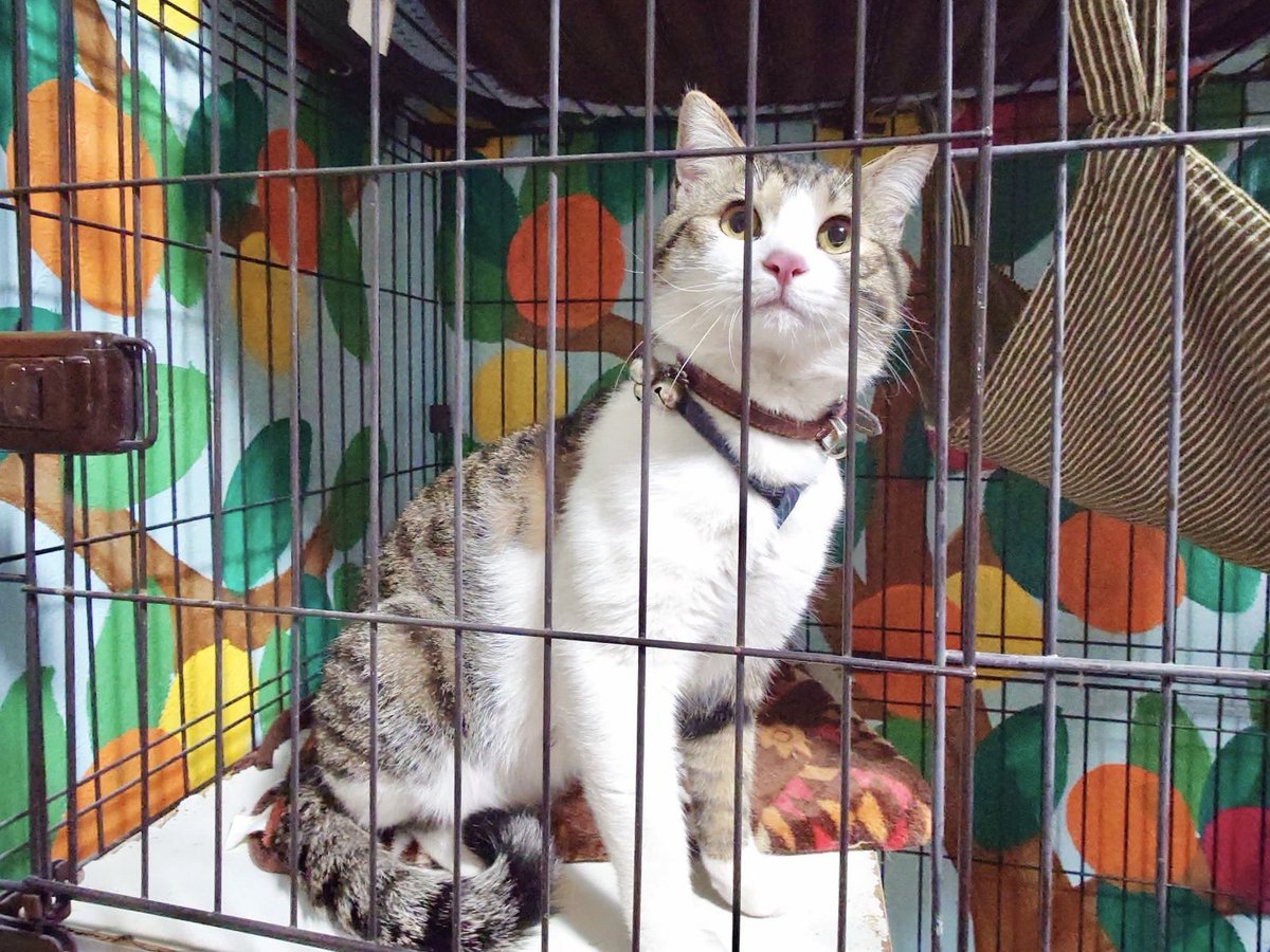 笑にゃんこ王国 tweet media