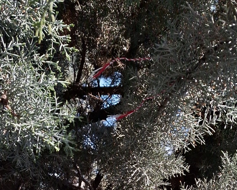 Fenerim şampiyon olacak