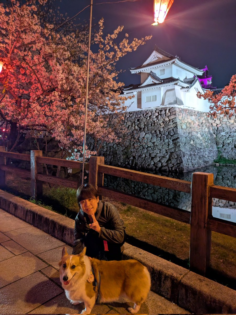 azuzuru's tweet photo. 2026年あずきのお花見☆
昨日は岸和田城に夜桜見に行ってきました😚
仕事からダッシュで帰宅後お城へ。食べ物の出店がたくさん出てるから、あずきは桜そっちのけでうきうき🤩
桜もキレイだったけど、たい焼きもカステラ焼きもおいしかったね😋
(あずきにはひと口分のみ！)
あずき！また来ようね🤩 https://t.co/zJHC3FDvL6