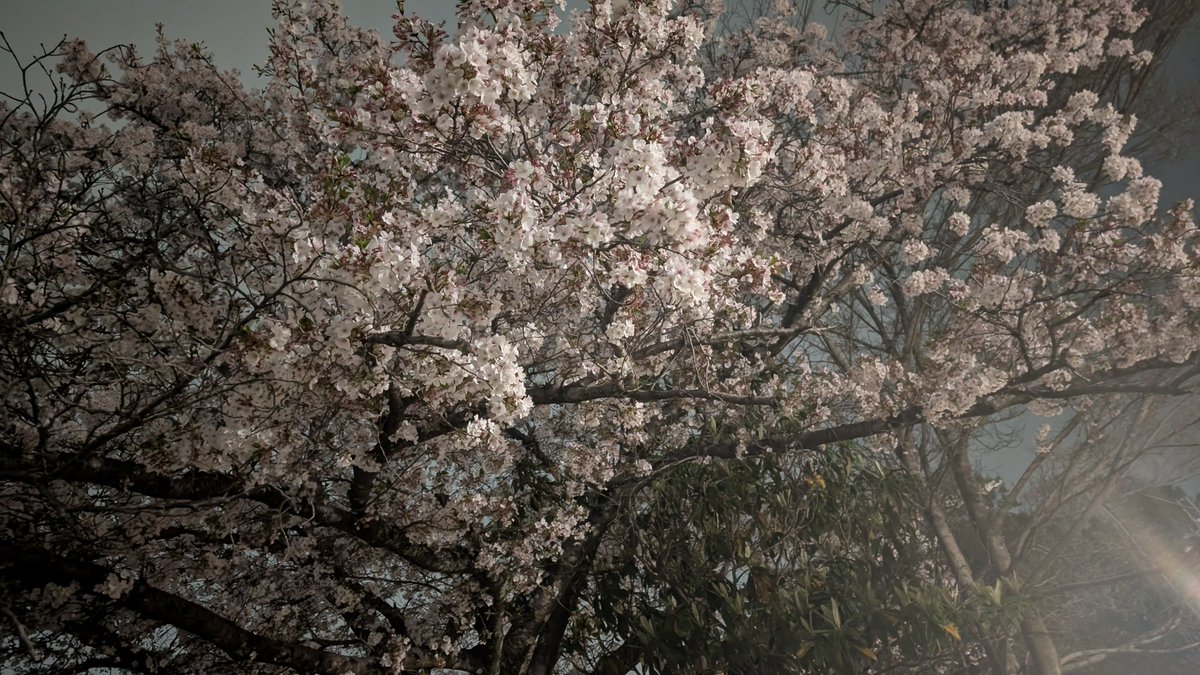 にゃにゃめぐ tweet media