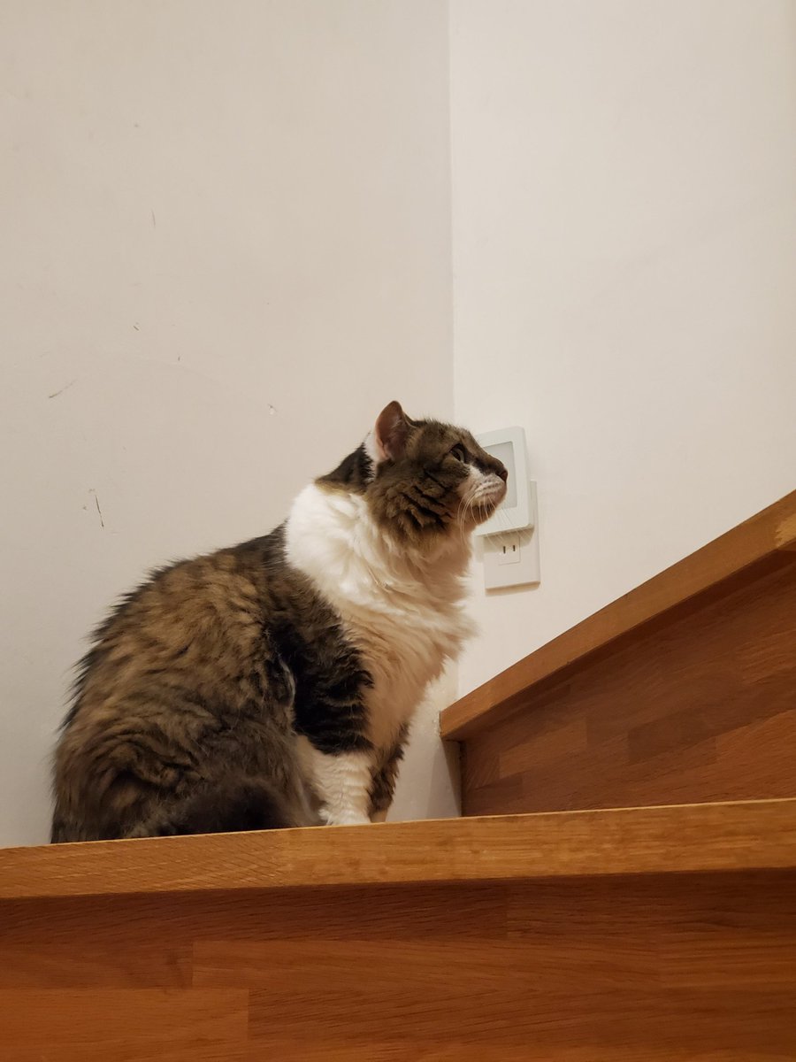 ねこのひと的な(chicory) tweet media