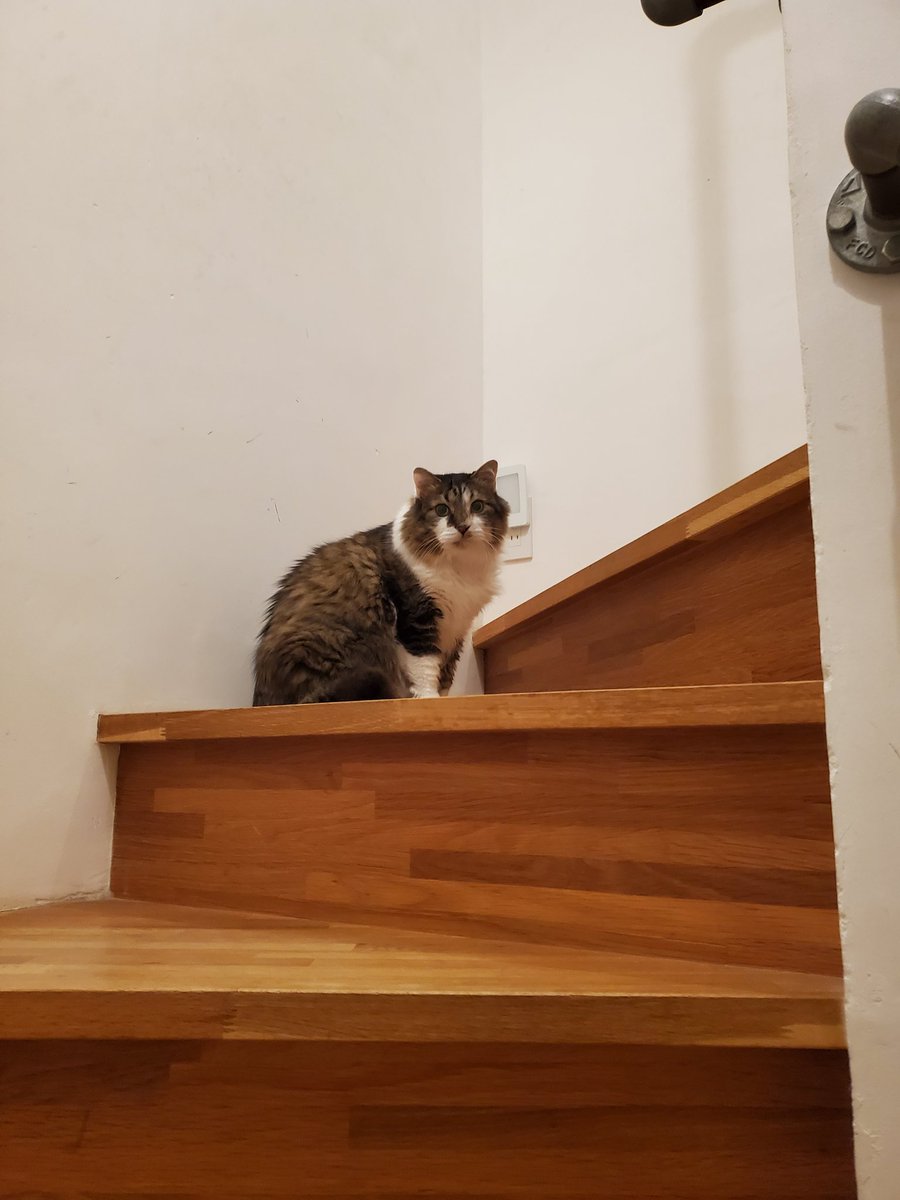 ねこのひと的な(chicory) tweet media