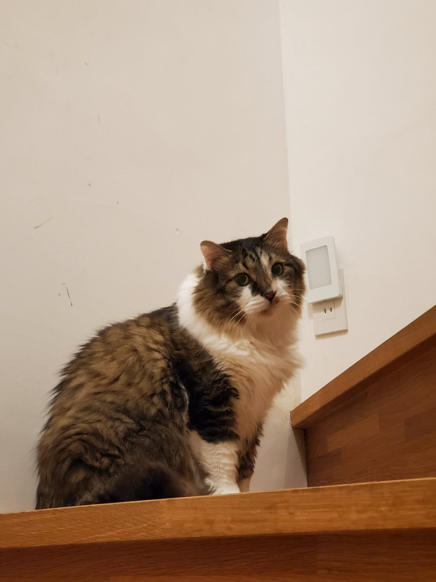 ねこのひと的な(chicory) tweet media