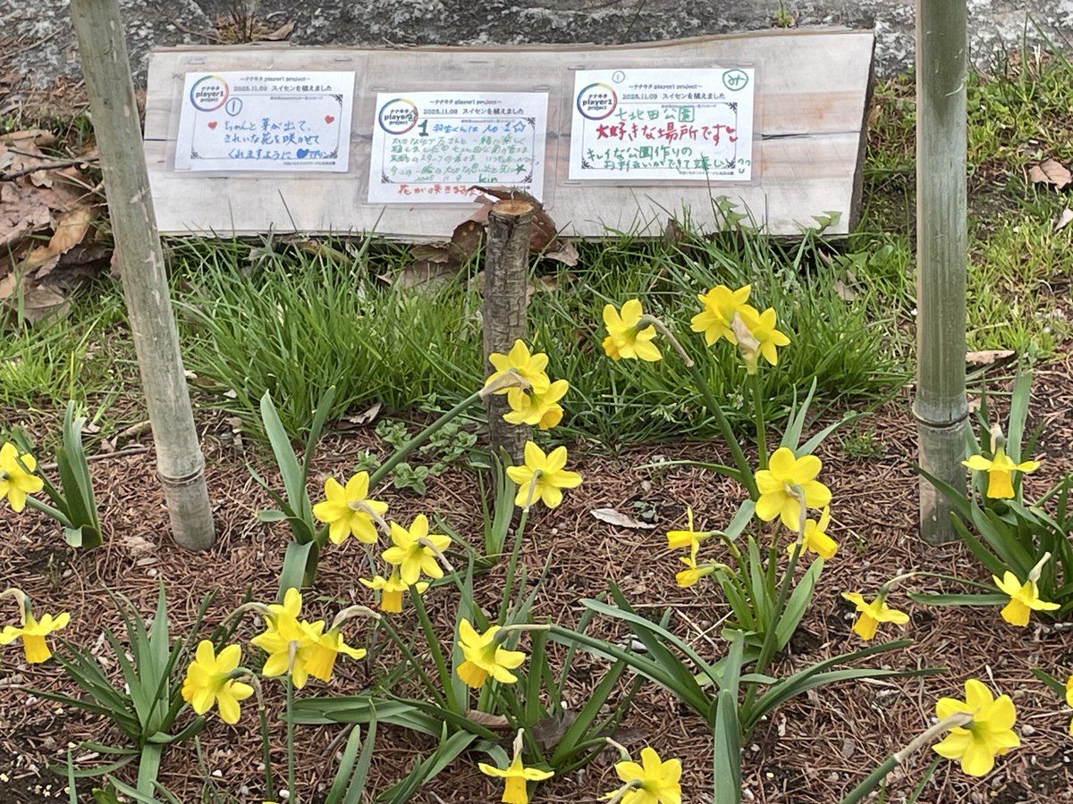 kin 🌟REALIVE♪EchoesRE_PRAYGIFTPROLOGUE🪽notte🦢 tweet media