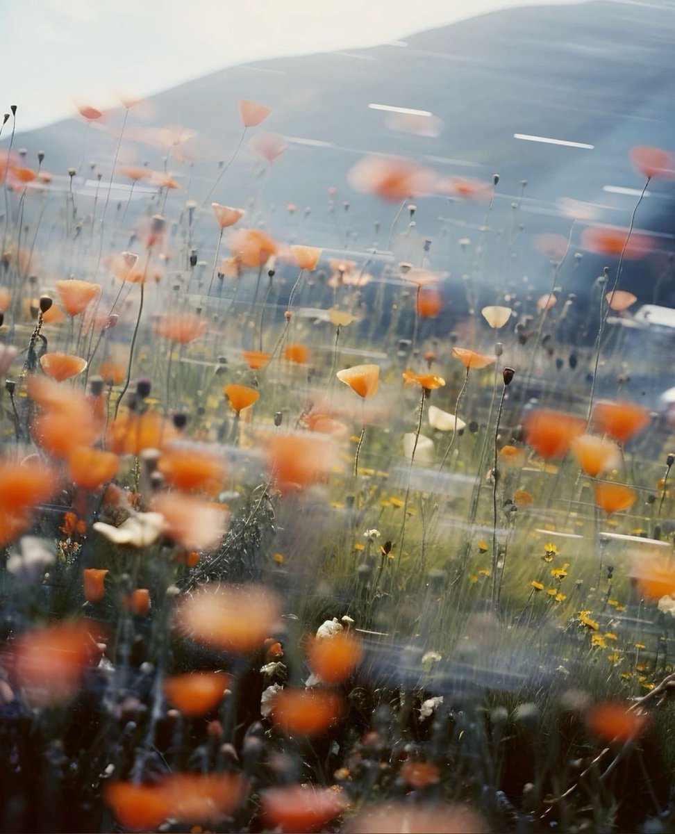 Frederick Dodson tweet media