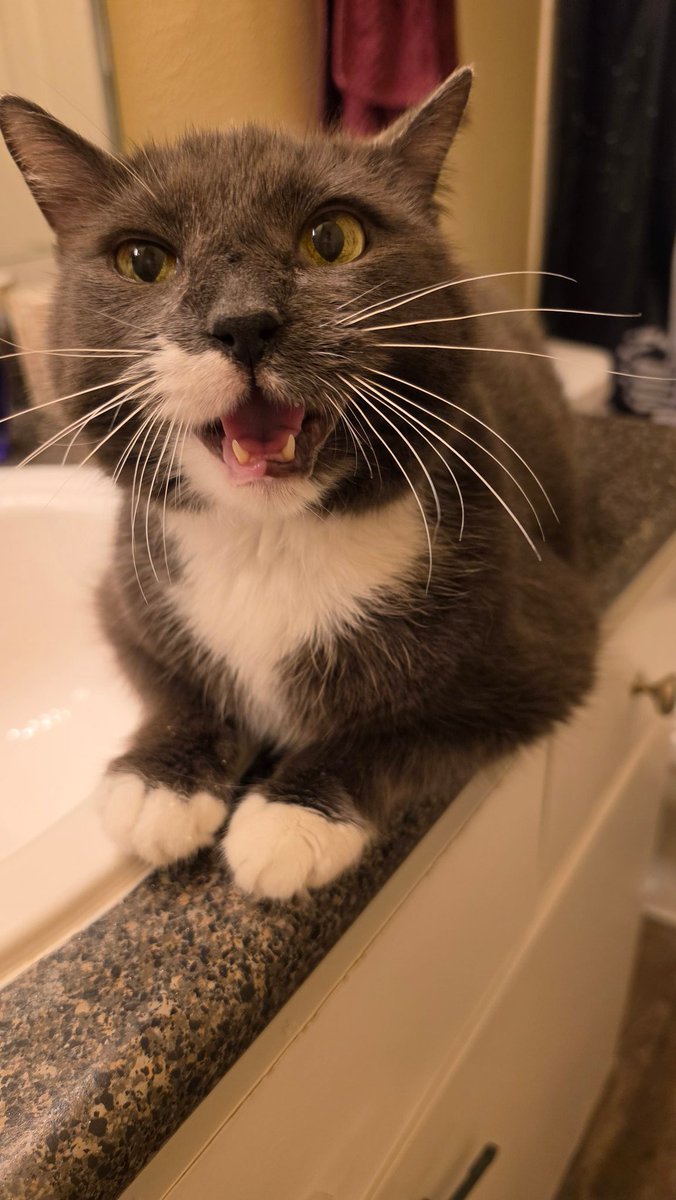 Ashley & The Trio 🐾🐾🐾 tweet media