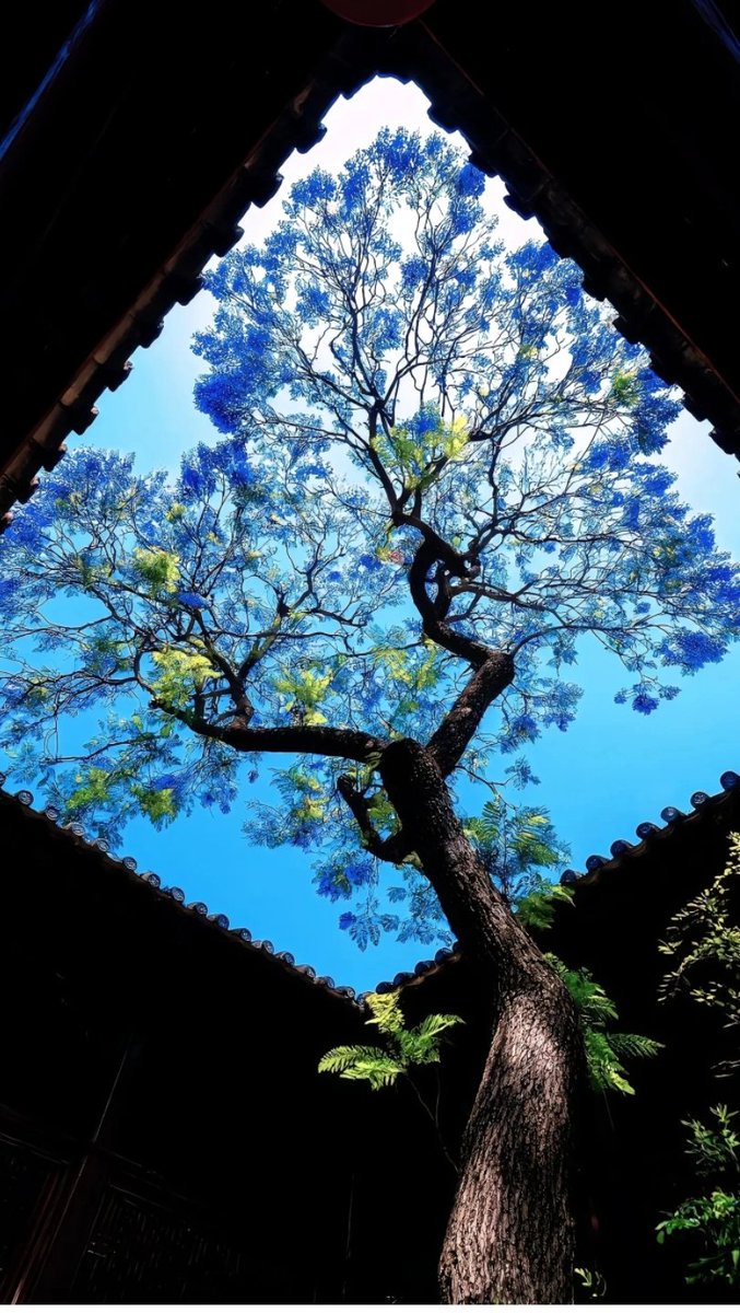 草原美哒哒 tweet media