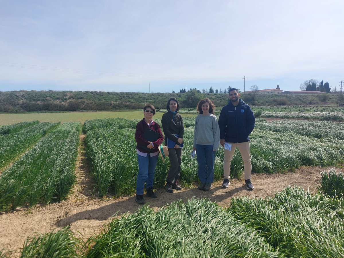 MejoraUpm's tweet photo. El mes pasado pudimos comprobar el buen estado del ensayo del proyecto #LOCALWheat en @EEAD_CSIC PID2023-149520OB-C21
@etsiaab https://t.co/8hm8fxk1wV