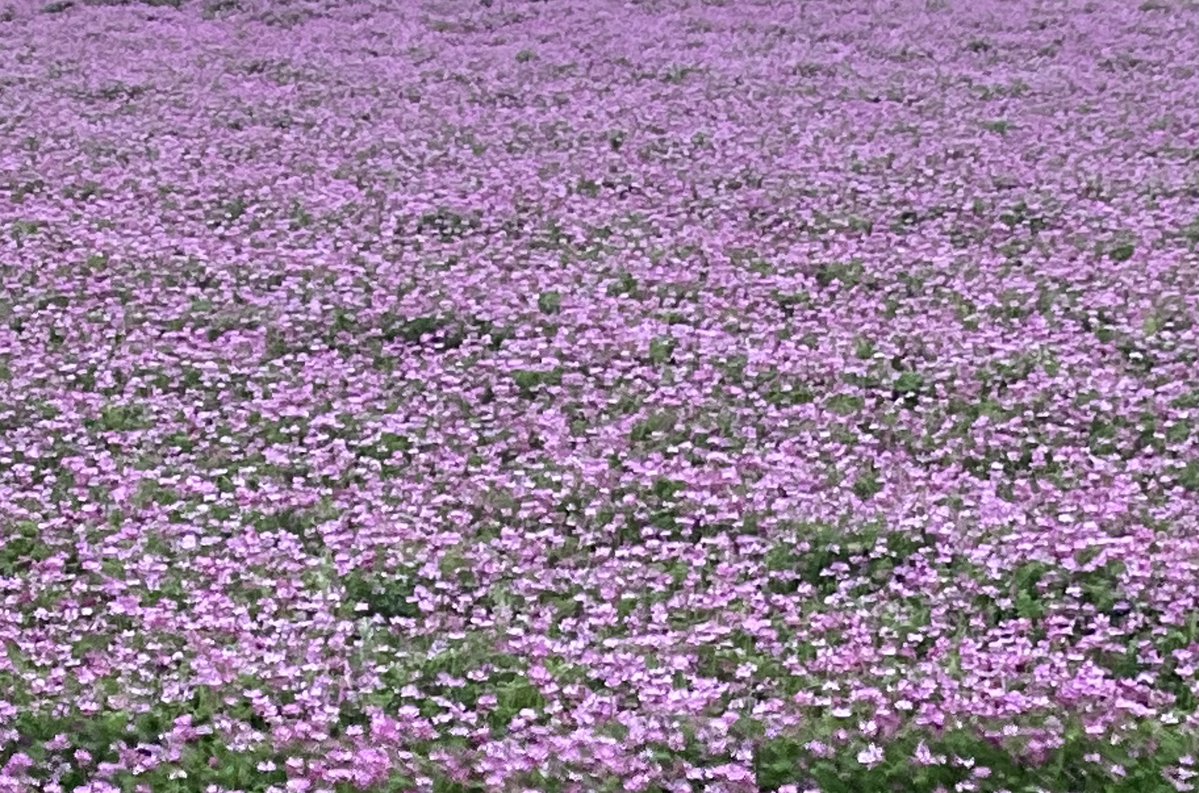 MIC@みっちゃん tweet media