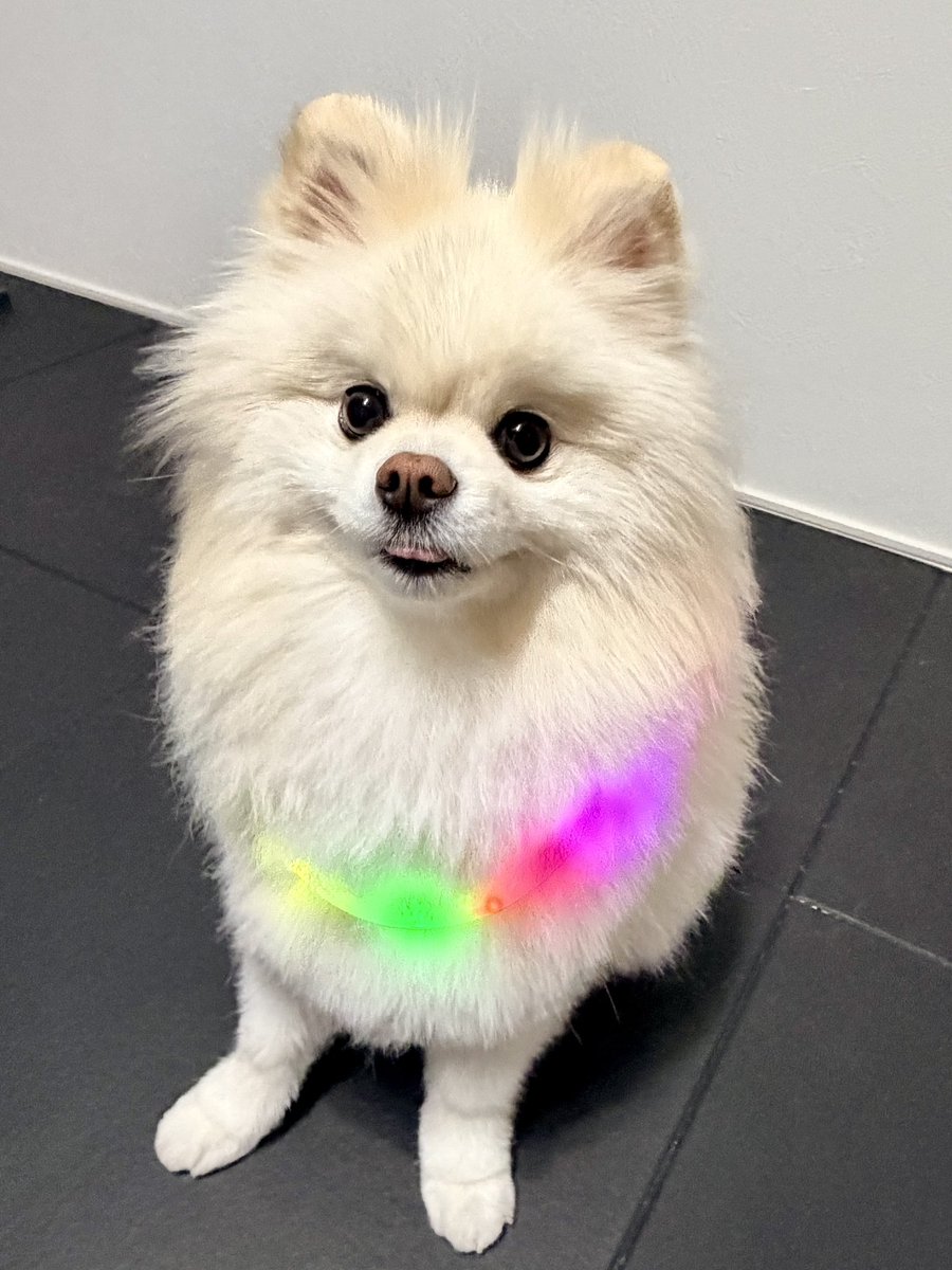 伊之助ボディになるまで毎日腹筋ローラー tweet media