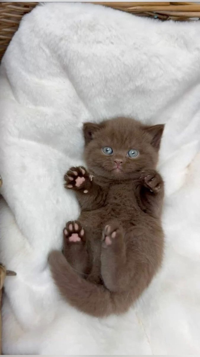 بتر الخواطر tweet media