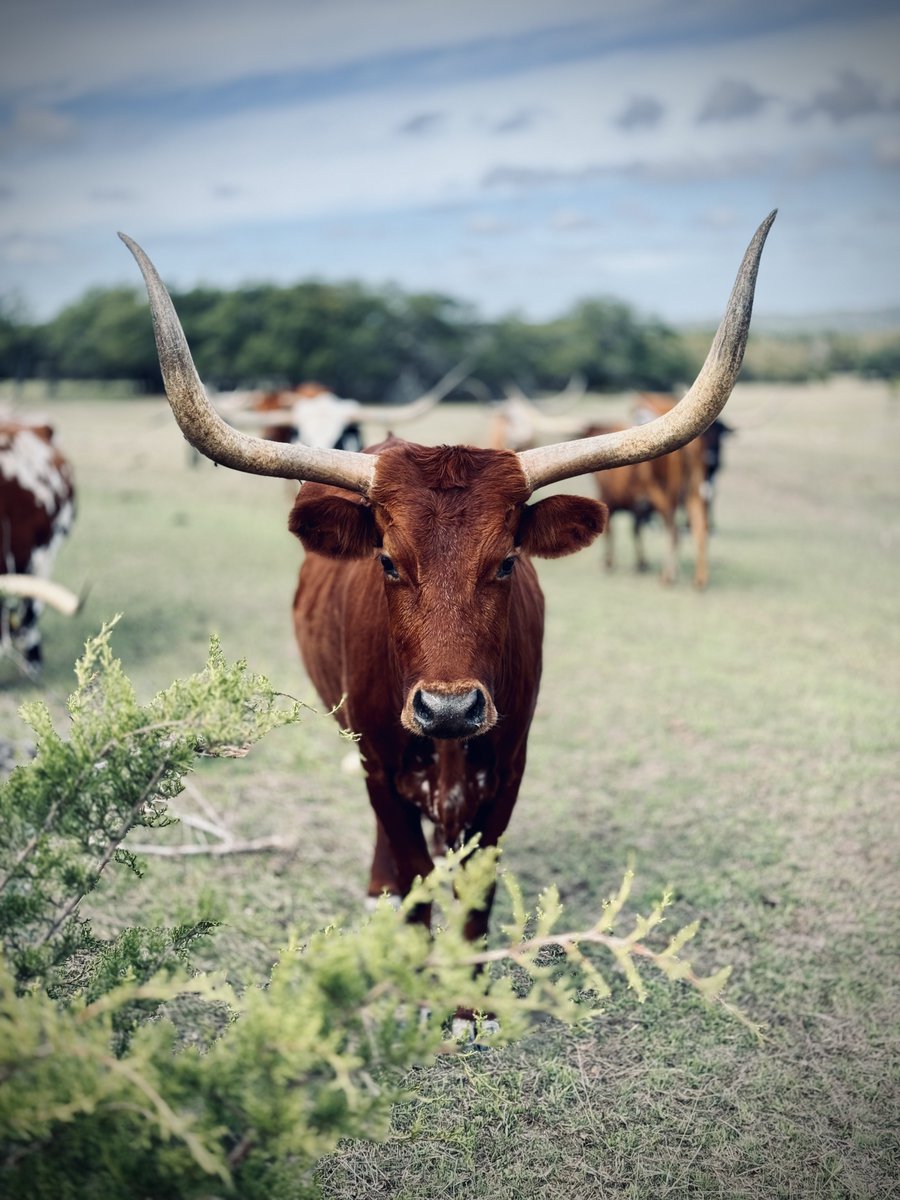 Rancher Dustin 𓃒 tweet media