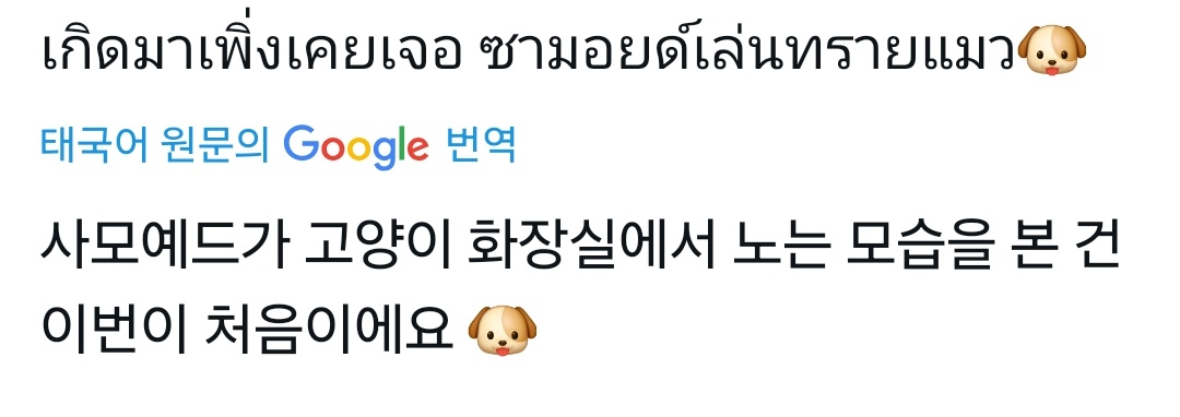 🫡🐶 tweet media