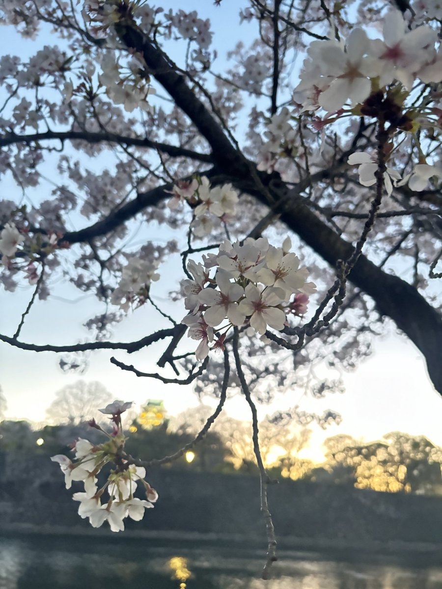 うちきち。 tweet media