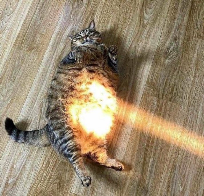 癒される動物 tweet media