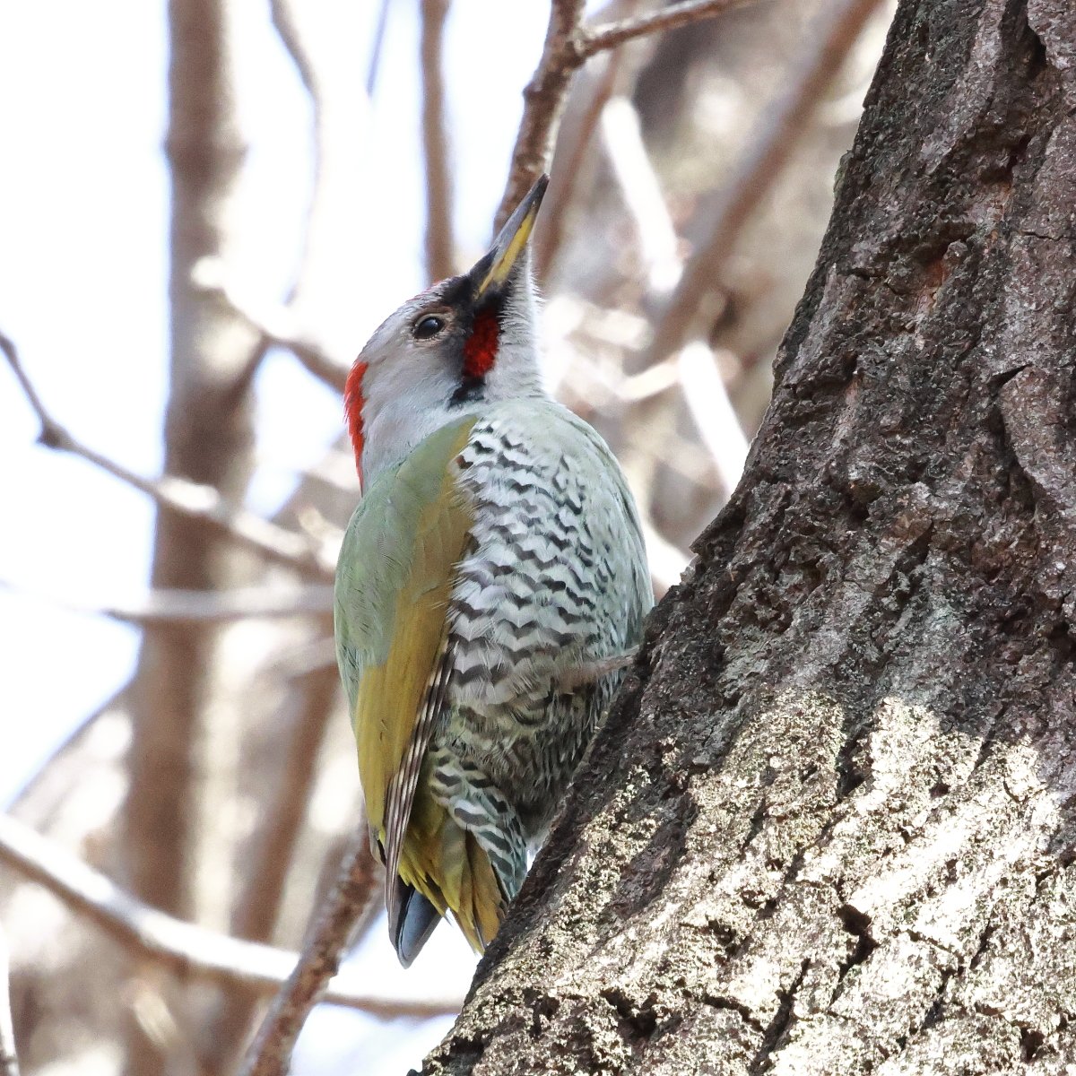 ツルヲ tweet media