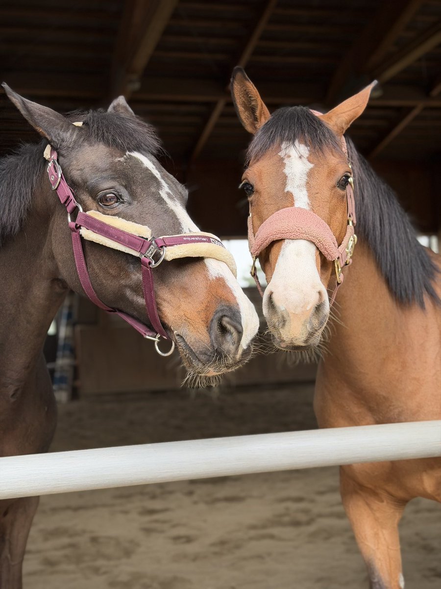 芦峅ホースヴィレッジ tweet media