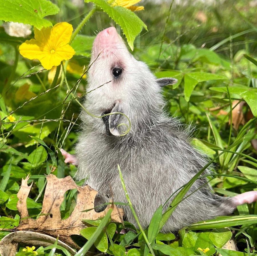 Possum_Daily tweet media