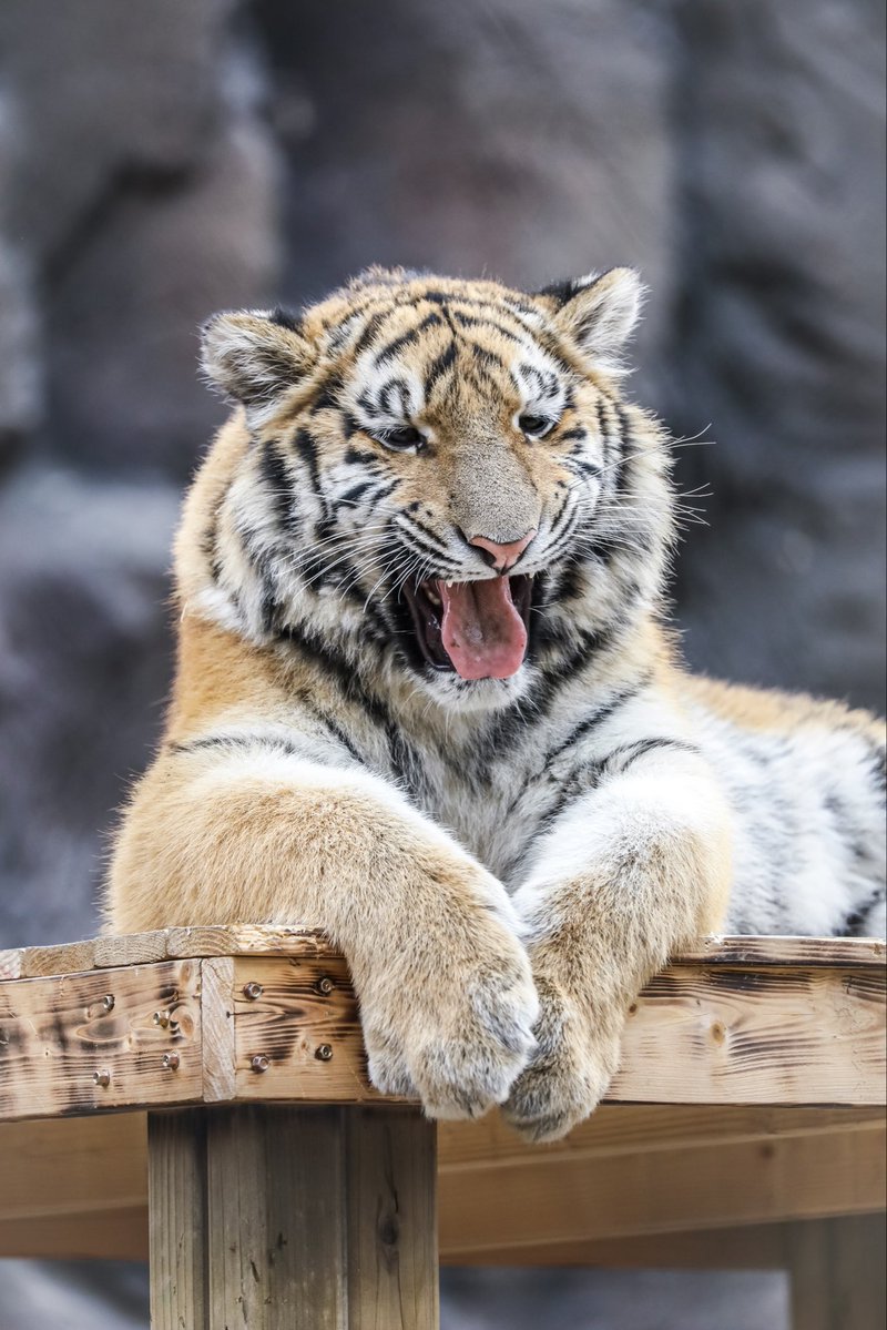 사모예드 tweet media