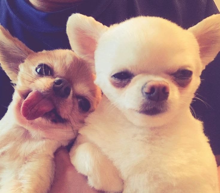 clarinha do jurídico blejie. tweet media