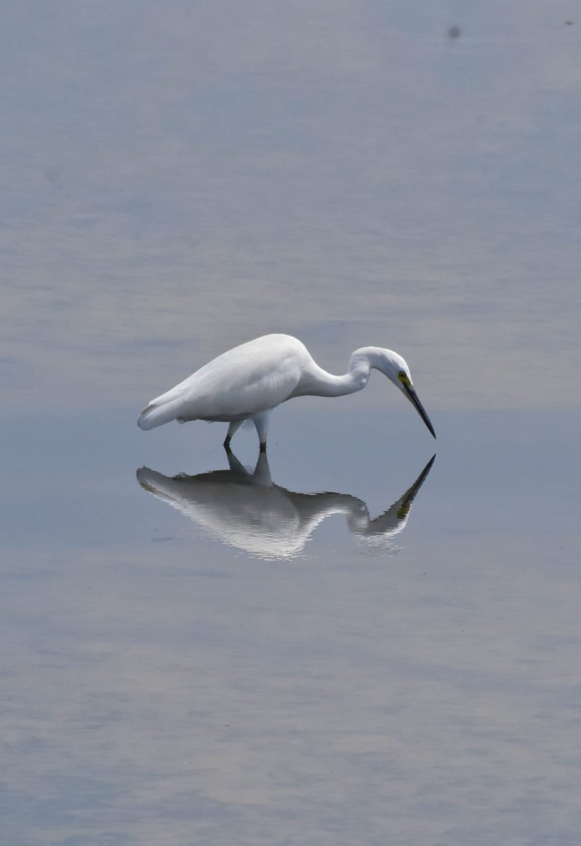 திமிங்கிலம் tweet media