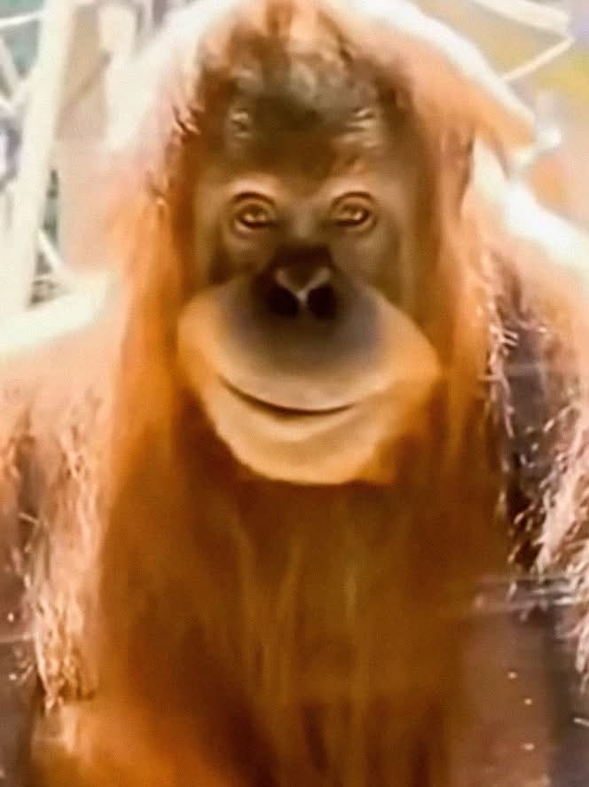 "Se ve que eres una persona muy interesante, siempre te veo muy misterioso y pensativo"
Yo bien grιfindor todo el tiempo: