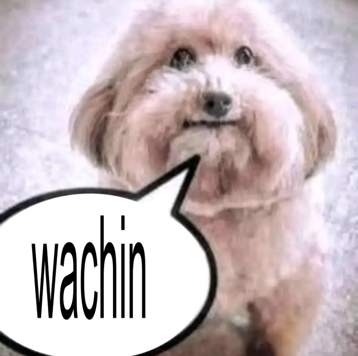 tipi chakia tweet media