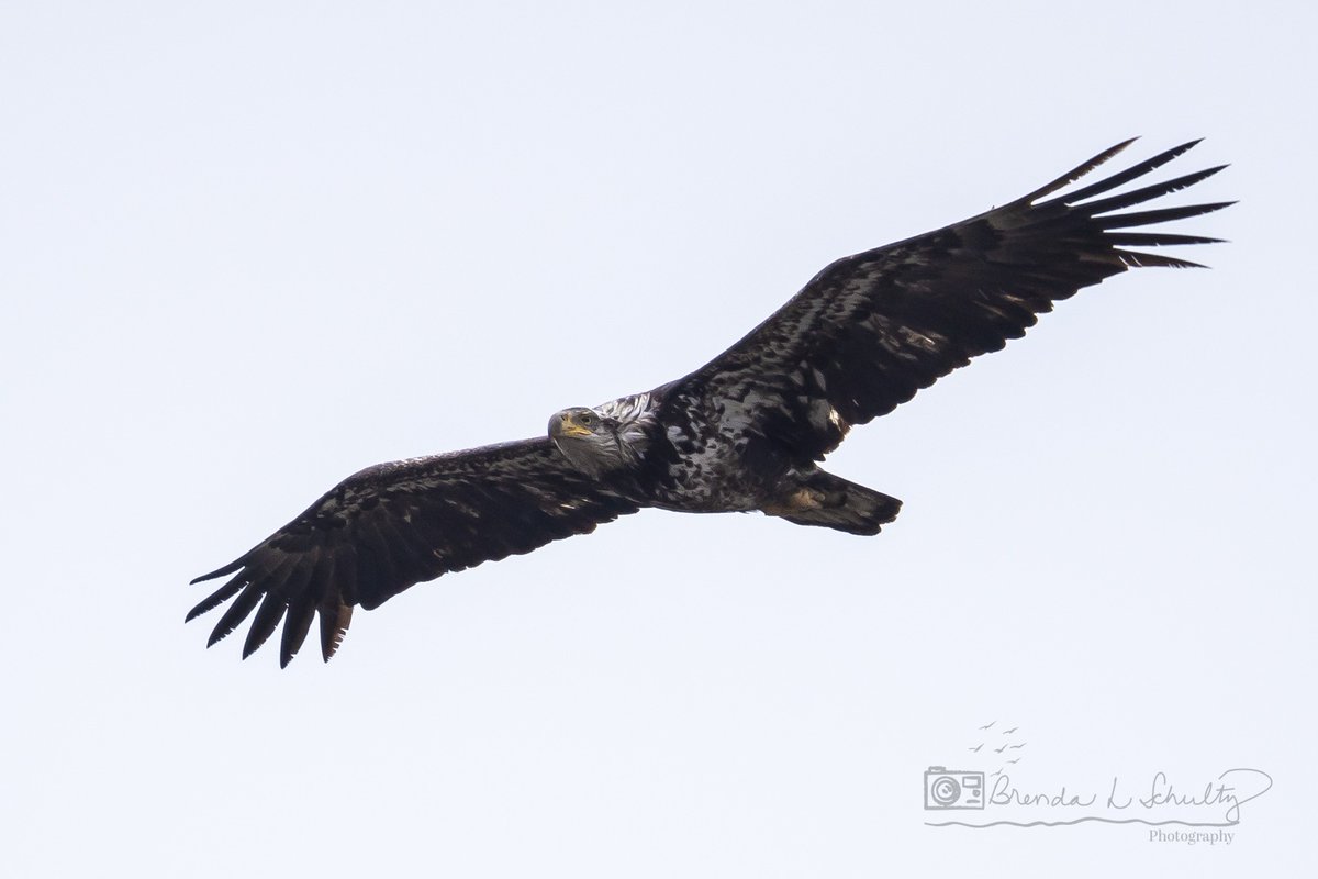 TodaysBaldEagle's tweet image. Bald eagle.
(Photo courtesy of Brenda Schultz)
#birds #eagles #NaturePhotography #wildlife #nature