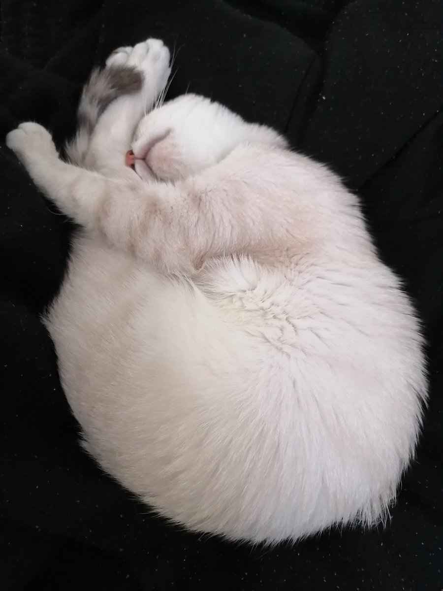 タブリス🥁🐈 tweet media