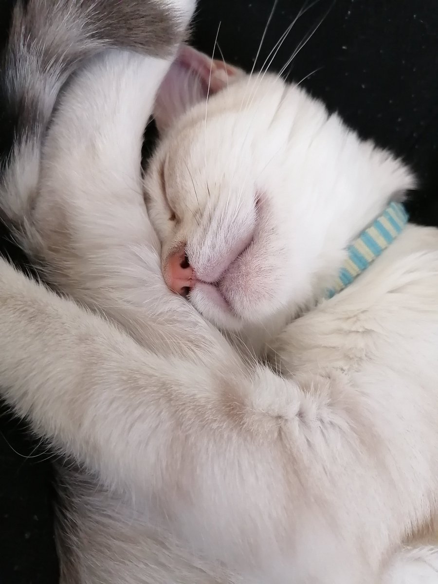 タブリス🥁🐈 tweet media