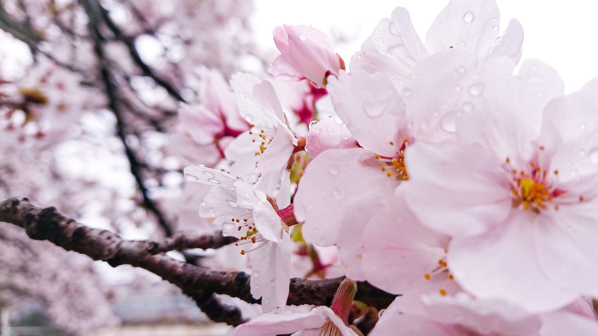 週末にお花見いったら☔️で誰もいなかった。それもまたよき😌