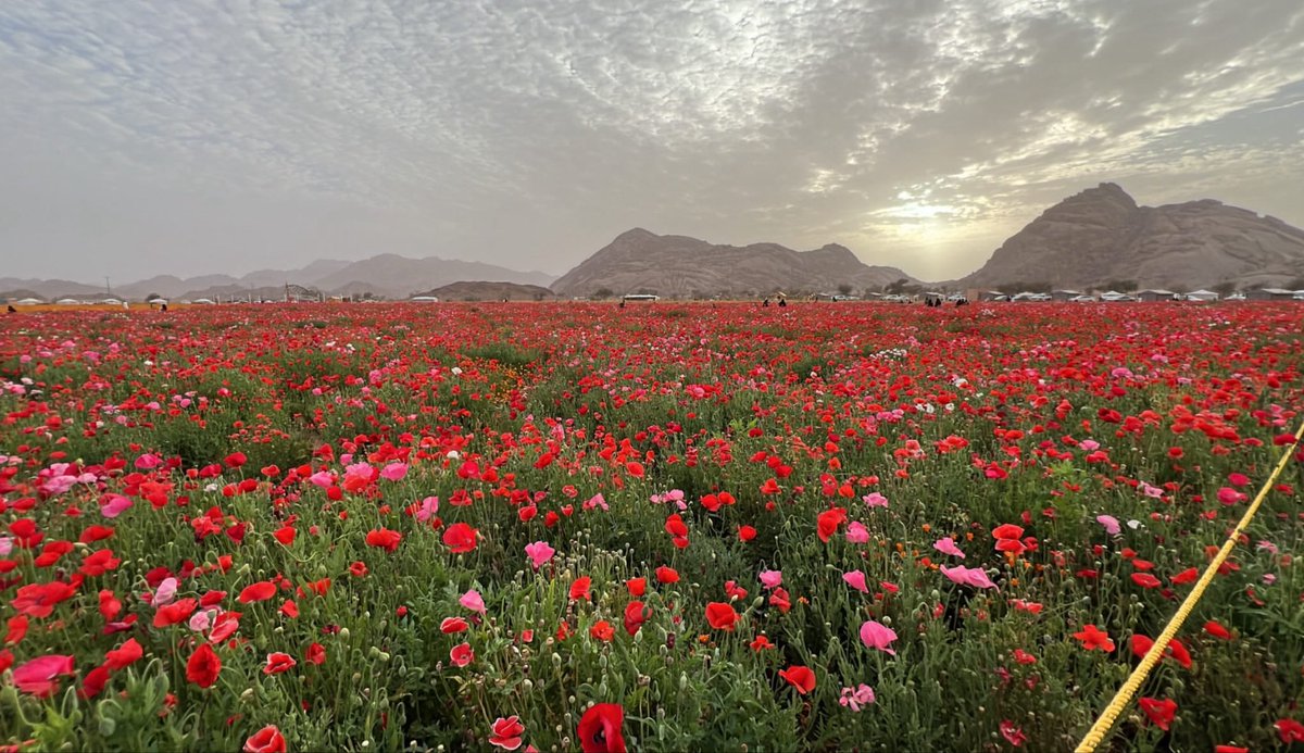 الطربه tweet media