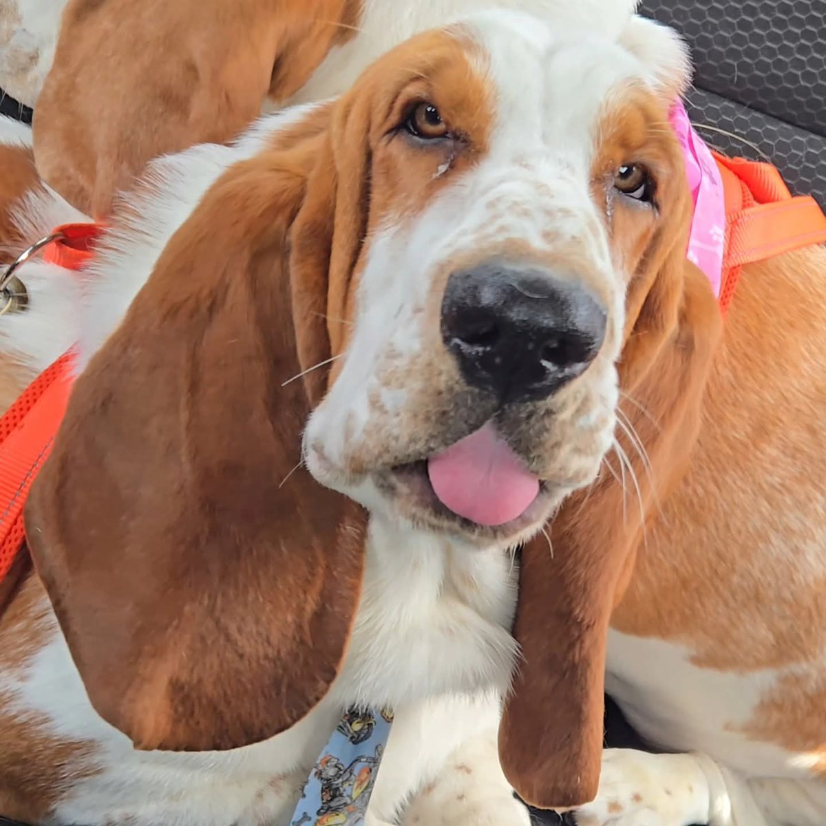 ErnieRuns's tweet photo. Billy Long Ears wishes everyone a good day.🐾
😬🙌🐕
#bassethound #puppy https://t.co/PqRDnKQuz6